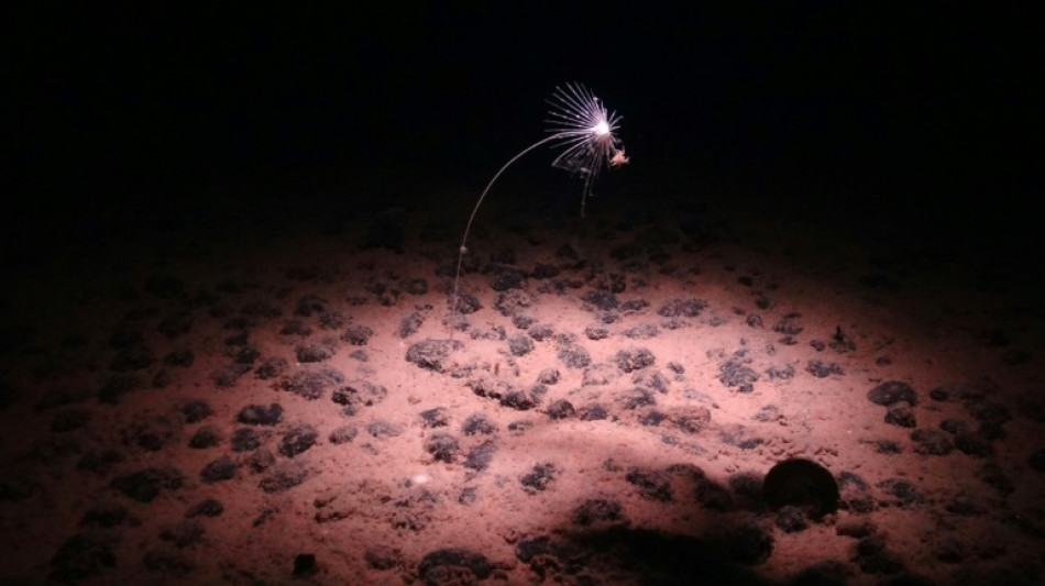 Race to name creatures of the deep as mining interest grows