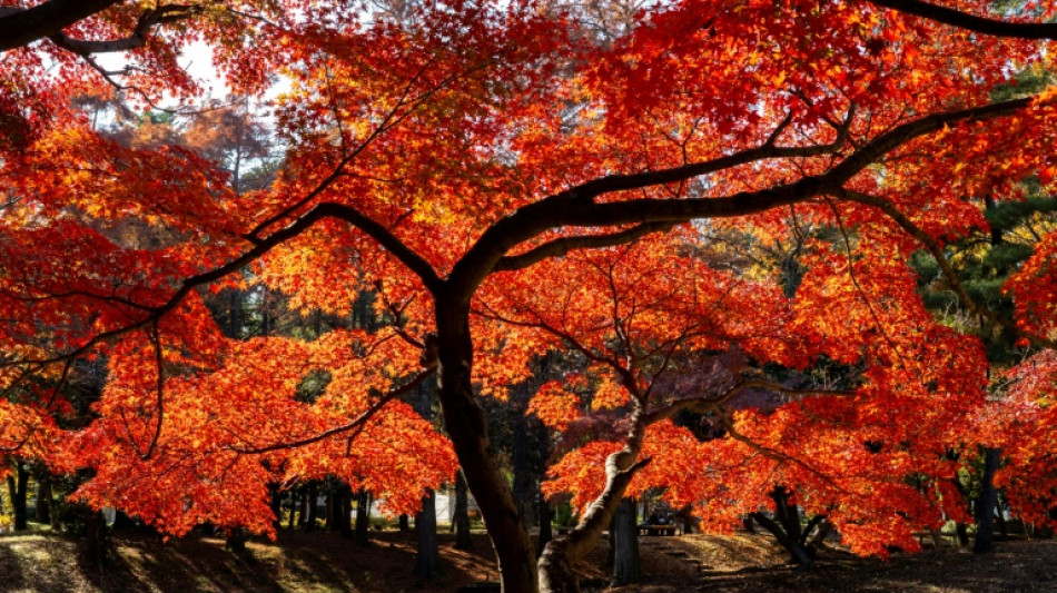 Au Japon, l'automne le plus chaud depuis le début des relevés il y a 126 ans