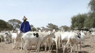 A Dakar, les émeutes meurtrières brident l'arrivée des moutons de Tabaski