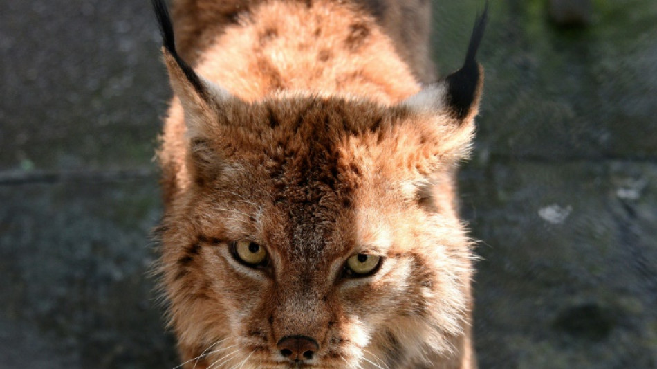 Battle to save ghostly Balkan lynx from extinction