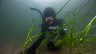 Au Danemark, des jardiniers sous-marins plantent du varech pour restaurer l'écosystème d'un fjord