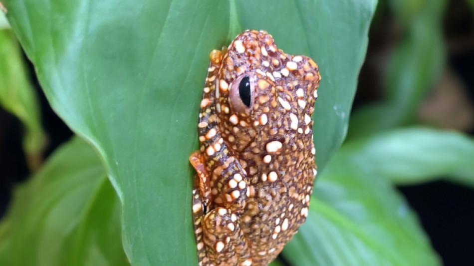 Une grenouille se camoufle en crotte pour échapper aux prédateurs (étude)