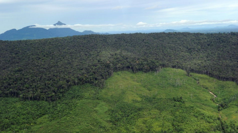 Les forêts de montagne disparaissent à un rythme qui s'accélère