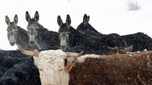 Au Colorado, la réintroduction du loup déchaîne les passions