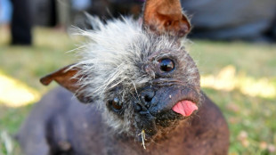 Check out the world's ugliest dog, Mr Happy Face