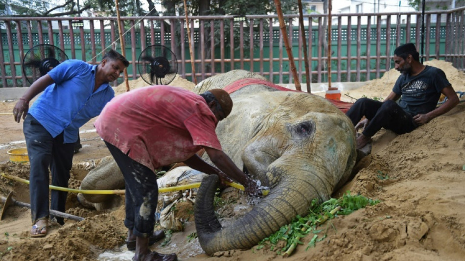 Ailing Pakistan elephant dies, leaving 'mourning' partner in limbo