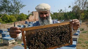 Plan B: Climate change forces Pakistan beekeepers to widen pursuit of flowers