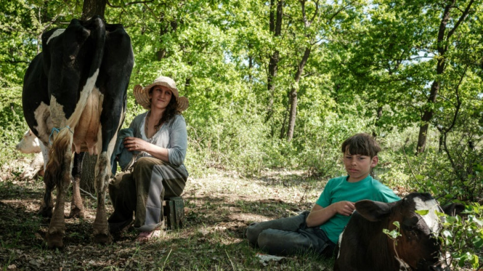 Dans l'est de l'Ukraine, un élevage de vaches au milieu des combats