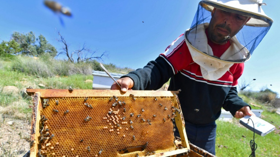 Hive mind: Tunisia beekeepers abuzz over early warning system