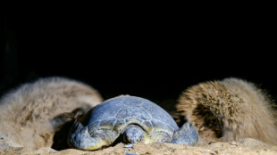 Mayotte: un braconnier de tortues condamné à quatre ans de prison ferme