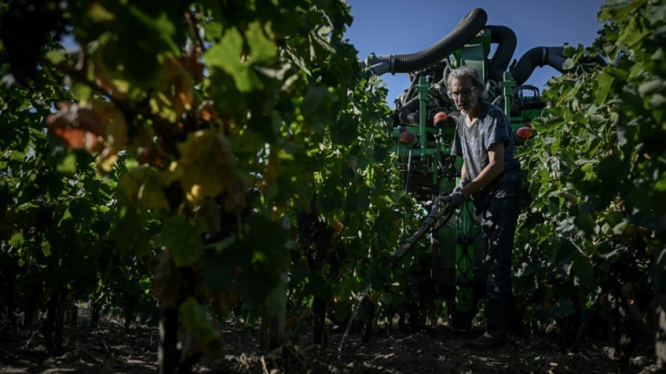 Vendanges: premiers coups de sécateur "précoces" dans le Bordelais