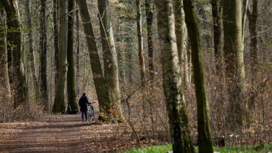 Lemke fordert Umbau der Wälder hin zu mehr Naturnähe