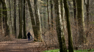 Lemke fordert Umbau der Wälder hin zu mehr Naturnähe