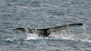 Tierschützer retten Buckelwal aus Fischernetz in der Ostsee