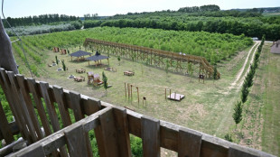 Tree-less canopy walkway shines spotlight on Hungary graft