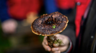 Grogne en Suisse des cueilleurs de champignons contre des mesures de protection de la biodiversité