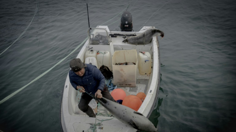 Inuit hunters blame cruise ships as narwhal disappear 