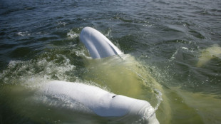 Au Canada, la baie d'Hudson, refuge estival pour des milliers de bélugas