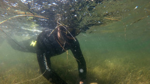 Décimée en Méditerranée, la grande nacre au coeur d'un projet de sauvetage