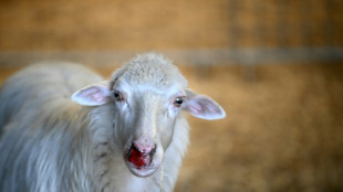 Sardinia's sheep farmers battle bluetongue as climate warms