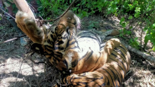 Three critically endangered Sumatran tigers killed in Indonesia