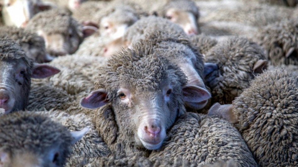 Shear bliss for New Zealand's pampered sheep