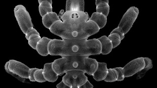 Des arthropodes marins capables de faire repousser des parties de leur anatomie