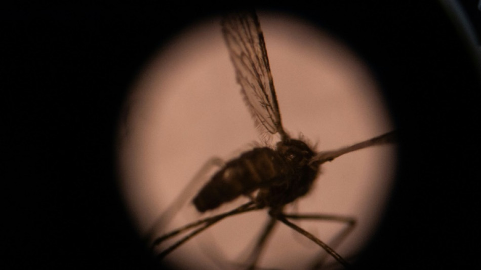 Invasive malaria mosquito spreading in Africa, researchers warn