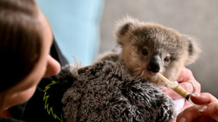 Cars, chlamydia threaten Australian koalas