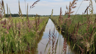 Rewetting German marshes to blunt climate change impact