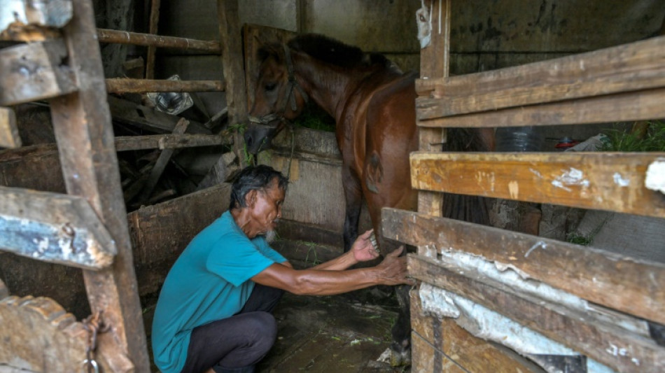 Le dur quotidien des derniers chevaux parcourant la capitale indonésienne