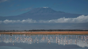 Internet: le Kilimandjaro en haut-débit