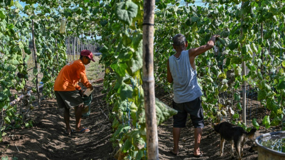 Filipino farmers struggle as drought and heatwave hits