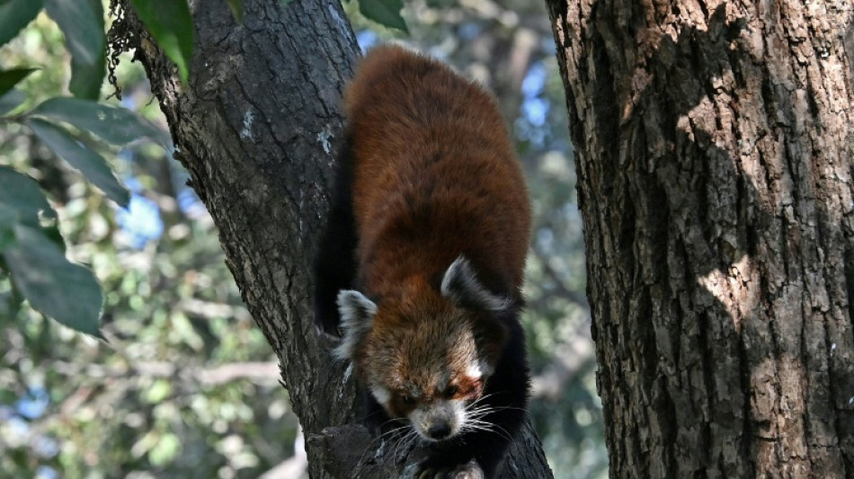 El lento renacer de los pandas rojos en Nepal