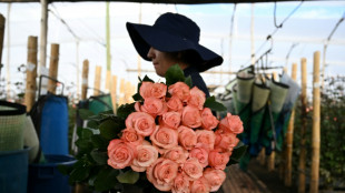 Colombia exporta 900 millones de flores en San Valentín, la mayoría a EEUU