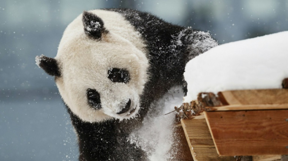 Zoo de Finlandia devuelve anticipadamente dos pandas a China debido a problemas financieros