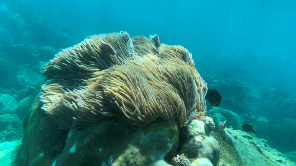 Vietnam: un haut lieu de la plongée sous-marine fermé pour protéger le corail