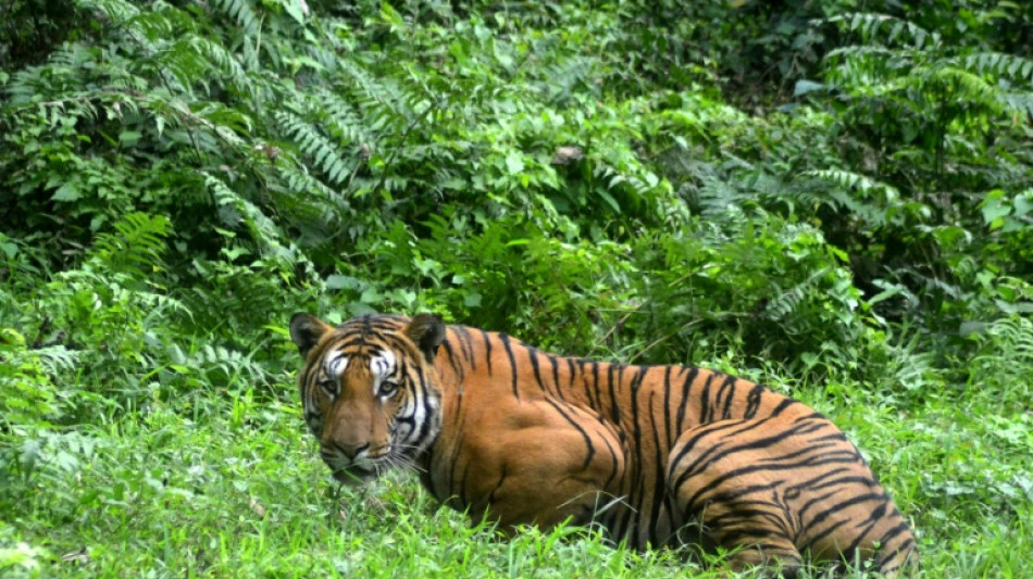 La preservación de tigres en India también sirve para luchar contra el cambio climático