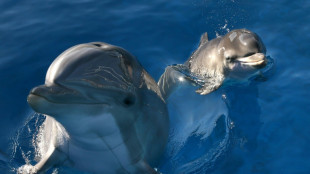 Pee pals: Dolphins taste friends' urine to know they're around