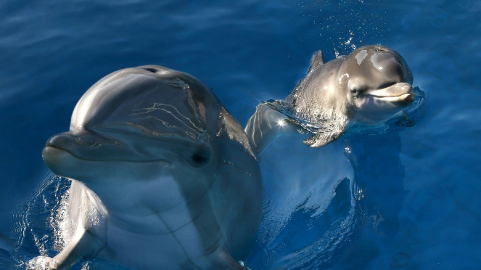 Pee pals: Dolphins use taste of urine to recognize friends