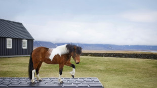 Islandia propone delegar en sus caballos la respuesta automática de correos por vacaciones