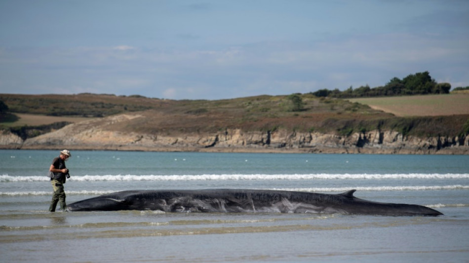 La baleine échouée sur une plage du Finistère est repartie en mer