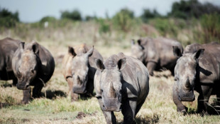 S.African rhino farm, world's largest, bought by NGO: statement