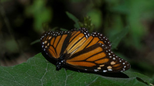 Zona ocupada por mariposas monarcas en México tras migrar desde Canadá cae 59,3%