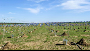 Le Turkménistan, désertique, plante près d'un demi-million d'arbres en un jour