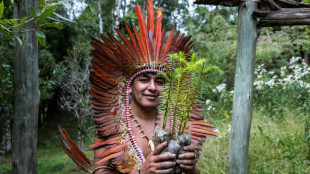 Brazil Indigenous group fights to save endangered evergreen