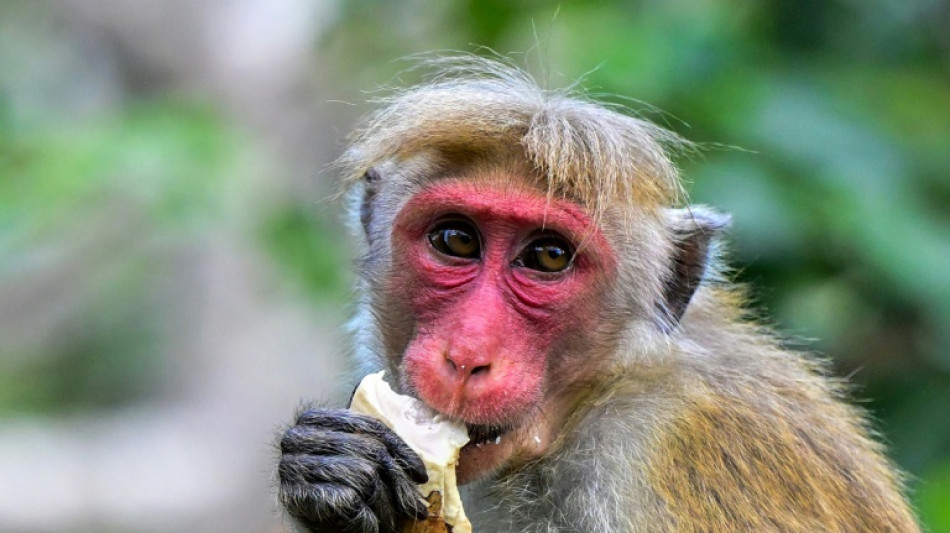 Monkey business: Sri Lanka to count crop-raiding nuisance wildlife