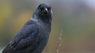 Birdocracy: Noisy jackdaws take a 'vote' before flying