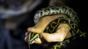 En Floride, la chasse aux pythons birmans pour aider l'écosystème mais aussi la santé mentale