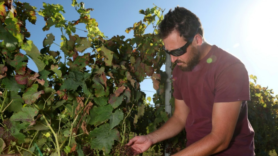 Dans le vignoble bordelais, la lutte désespérée face au mildiou